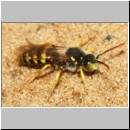 Nomada lathburiana - Wespenbiene m22a 9mm - Sandgrube Niedringhaussee det.jpg